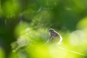 Vienne : observation des oiseaux en ville - visite guidée d'observation des oiseaux dans la métropole !