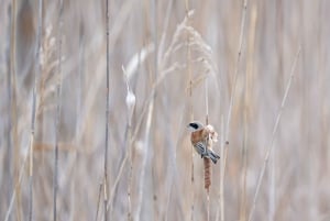 Vienne : observation des oiseaux en ville - visite guidée d'observation des oiseaux dans la métropole !