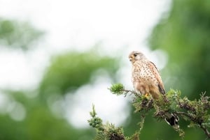 Vienne : observation des oiseaux en ville - visite guidée d'observation des oiseaux dans la métropole !