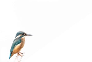 Vienne : observation des oiseaux en ville - visite guidée d'observation des oiseaux dans la métropole !