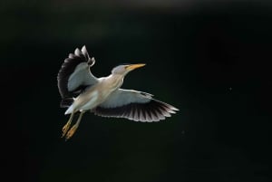 Vienne : observation des oiseaux en ville - visite guidée d'observation des oiseaux dans la métropole !