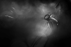 Vienne : observation des oiseaux en ville - visite guidée d'observation des oiseaux dans la métropole !