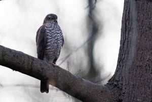 Vienne : observation des oiseaux en ville - visite guidée d'observation des oiseaux dans la métropole !