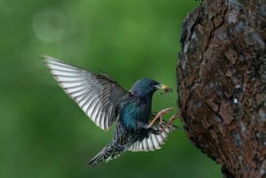 Vienne : observation des oiseaux en ville - visite guidée d'observation des oiseaux dans la métropole !