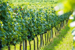 Wien: Wachaun laakson yksityinen kajakki- ja viinikierros
