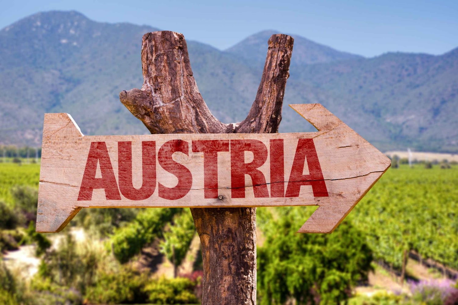 Vienna: tour in cantina e degustazione di vini con un esperto di vini