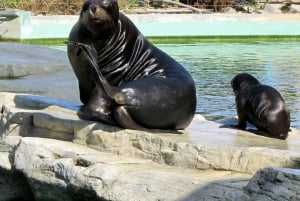 Vienna: Zoo Visit with Private Transfers & Tickets