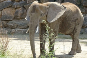 Vienna: Zoo with Private Flexible Transfers and Tickets