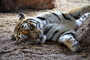 Wien: Zoo med privat fleksibel transport og billetter