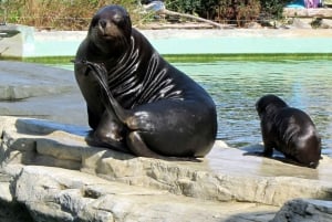 Wien: Zoo med private fleksible transporter og billetter