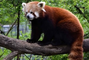 Viena: zoológico com transferências e ingressos flexíveis privados