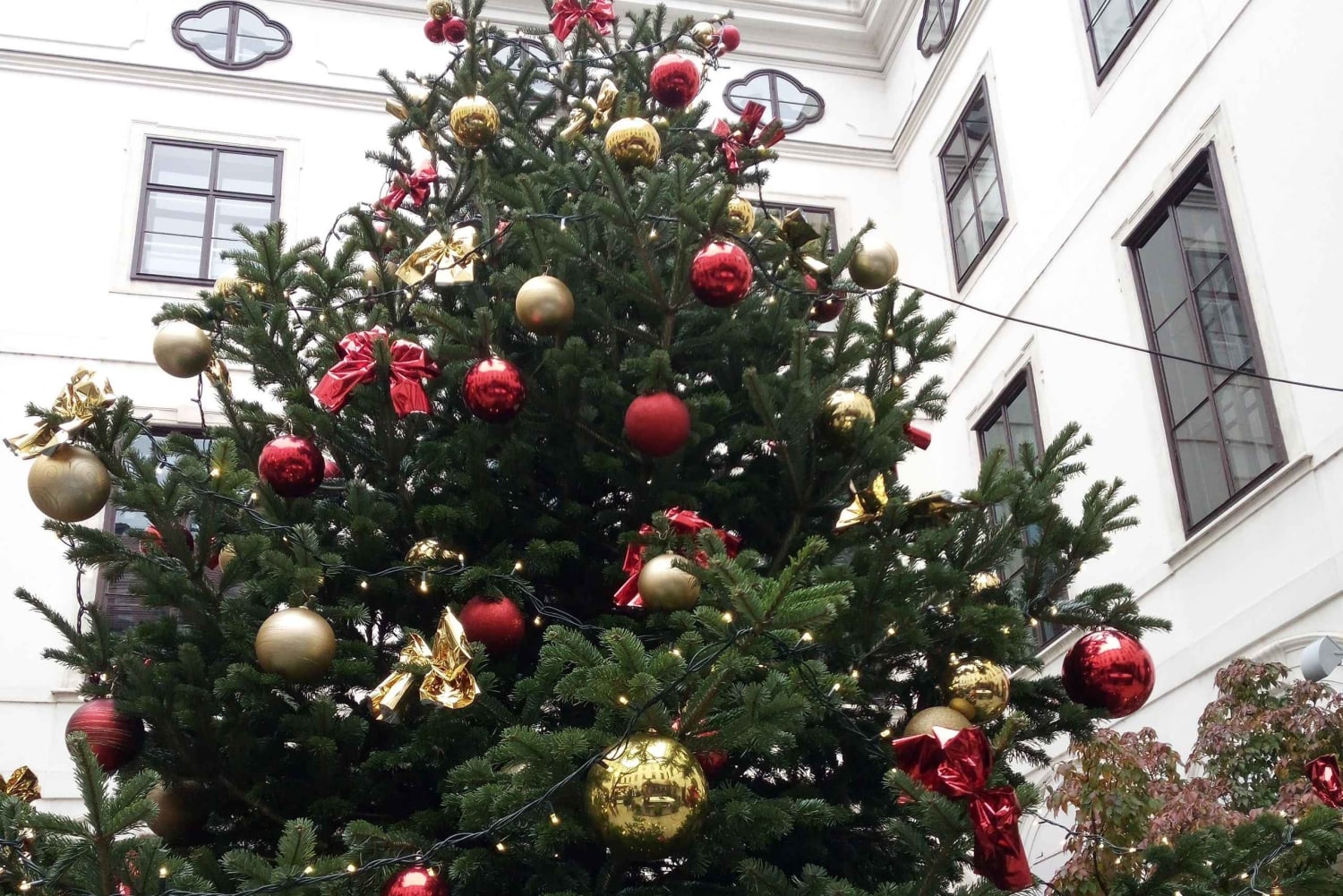 Vienna: tour sul percorso storico dell'albero di Natale