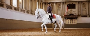 Performance Of The Lipizzans At Spanish Riding School