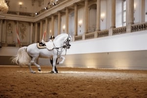 Performance Of The Lipizzans At Spanish Riding School