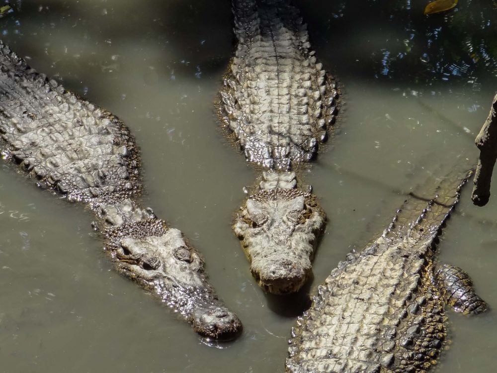 Crocodiles