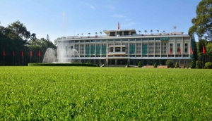 Rau Ma in its green glory