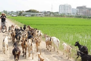 2 Tage Ninh Binh: Hoa Lu/Bai Dinh – Trang An/Tam Coc – Mua-Höhle