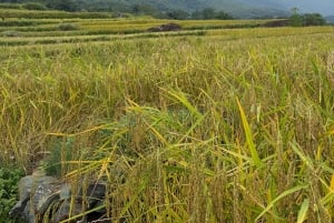 Excursão de 2 dias para a Reserva Natural Mai Chau Pu Luong