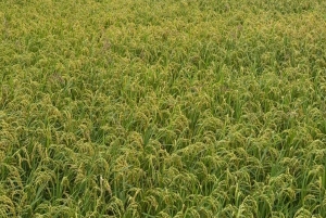 Excursão de 2 dias para a Reserva Natural Mai Chau Pu Luong