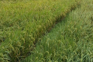 Excursão de 2 dias para a Reserva Natural Mai Chau Pu Luong