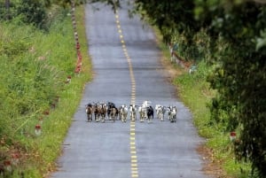 2 dage og 1 nat på eventyr: Cat Ba Nationalpark, Lan Ha-bugten