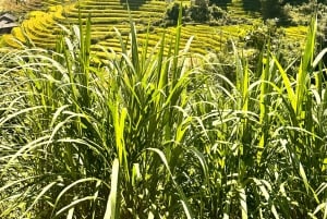 EXPLORE SAPA: 2D1N TREKKING & HMONG CULTURE WITH DINH