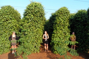 9-hour Dalat Outskirt Tour with 3 Stunning - Majestic falls