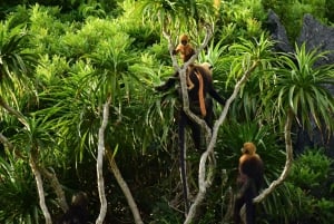 A half day Treking Cat Ba Nation Park & Trung Trang cave