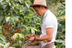 BESTE DALAT GROEPSREIS-DRIE WATERVAL-KOFFIE-ZIJDE-PAGODA