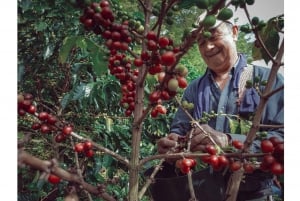 BESTE DALAT-GRUPPETUR-TRE VANNFALL-KAFFE-SILKE-PAGODA