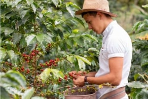 BESTE DALAT-GRUPPETUR-TRE VANNFALL-KAFFE-SILKE-PAGODA