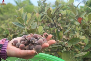 Bästsäljare Dagstur med lunch på södra Phu Quoc-ön