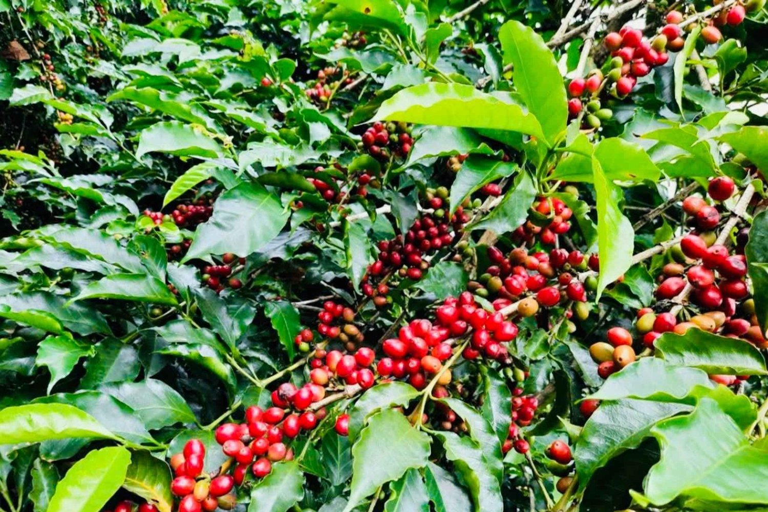 Buon Ma Thuot: Visita a uma fazenda de café Bean to Brew com degustação