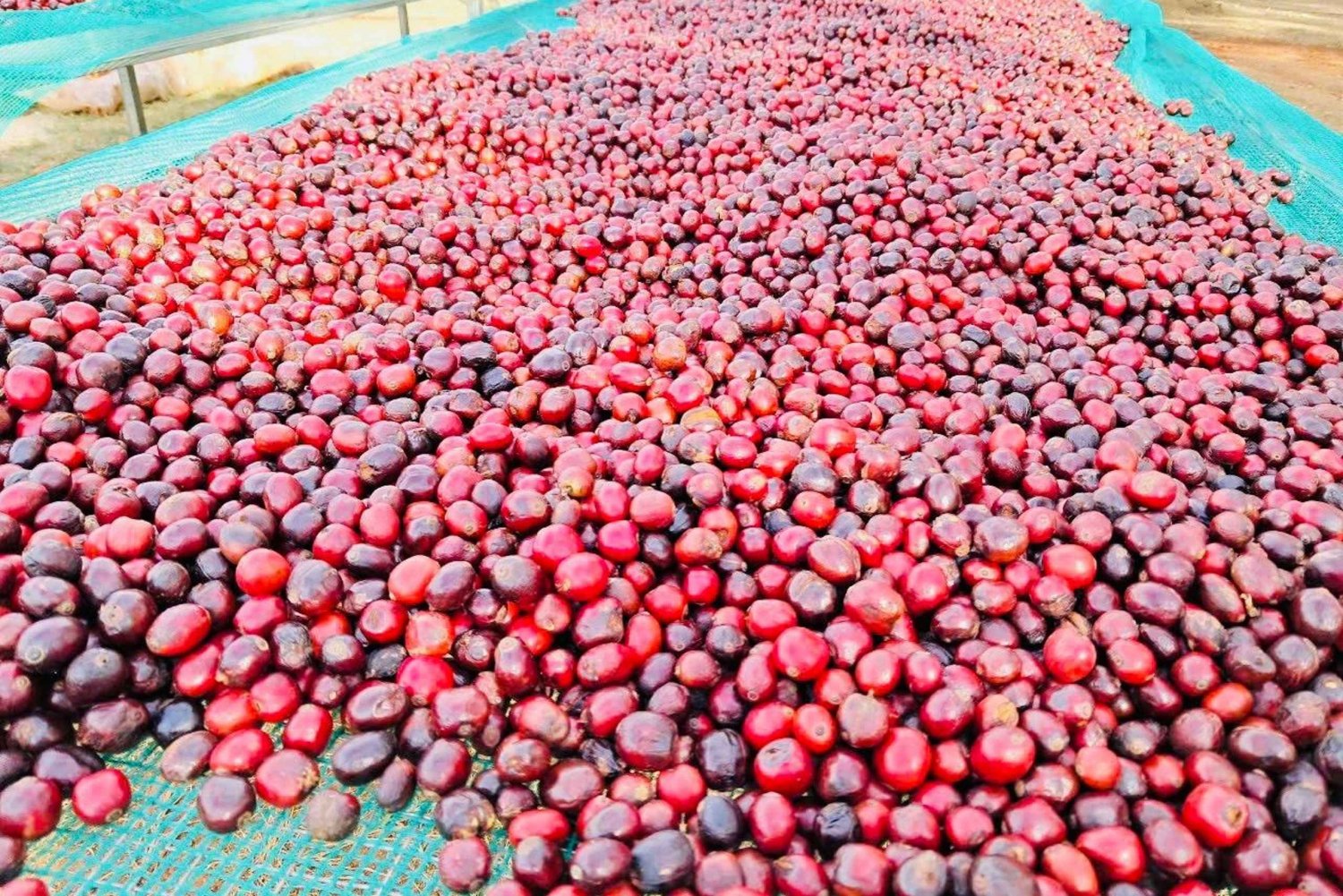 Buon Ma Thuot: Visita a uma fazenda de café Bean to Brew com degustação