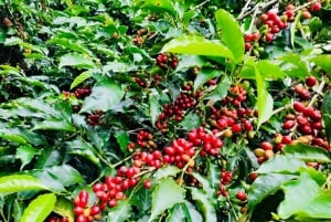 Buon Ma Thuot: Visita a uma fazenda de café Bean to Brew com degustação
