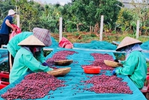 Buon Ma Thuot: Visita a uma fazenda de café Bean to Brew com degustação