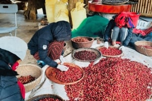 Buon Ma Thuot: Visita a uma fazenda de café Bean to Brew com degustação