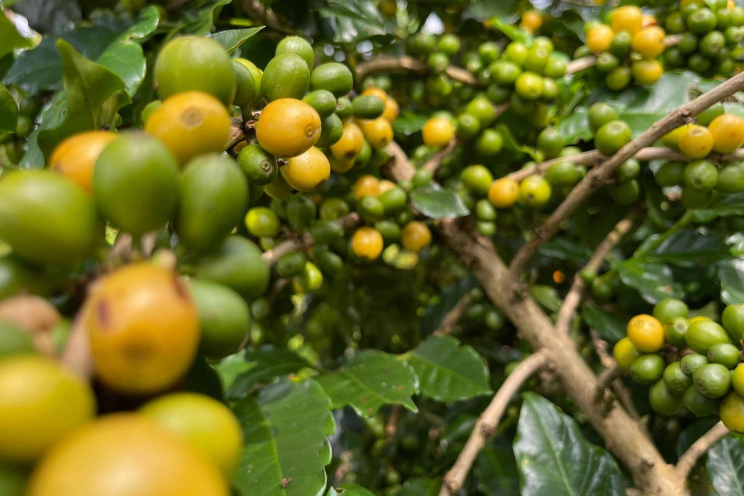 Buon Ma Thuot: Rundvisning på kaffefarm (fra bønne til bryg) med afhentning