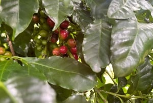 Buon Ma Thuot : Visite d'une ferme de café (Bean to Brew) avec prise en charge