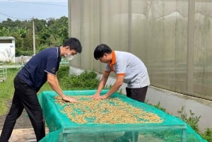 Buon Ma Thuot : Visite d'une ferme de café (Bean to Brew) avec prise en charge