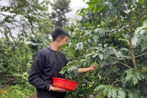 Buon Ma Thuot : Visite d'une ferme de café (Bean to Brew) avec prise en charge