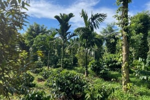 Buon Ma Thuot : Visite d'une ferme de café (Bean to Brew) avec prise en charge