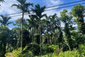 Buon Ma Thuot : Visite d'une ferme de café (Bean to Brew) avec prise en charge