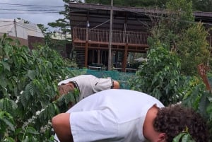 Buon Ma Thuot: Kaffegårdstur (Bean to Brew) med henting