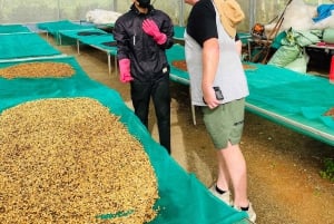 Buon Ma Thuot: Kaffegårdstur (Bean to Brew) med henting