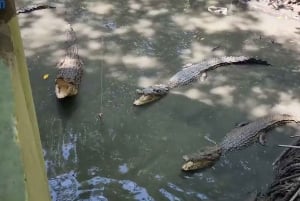 Excursion d'une journée à Can Gio : singes, crocodiles, canoë et déjeuner de fruits de mer