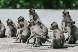 Excursion d'une journée à Can Gio : singes, crocodiles, canoë et déjeuner de fruits de mer