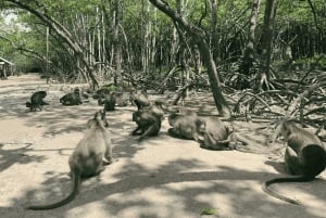 Excursion d'une journée à Can Gio : singes, crocodiles, canoë et déjeuner de fruits de mer