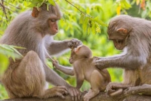Excursion d'une journée à Can Gio : singes, crocodiles, canoë et déjeuner de fruits de mer