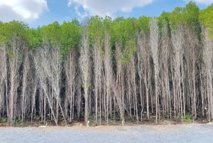 Can Gio: Apen-eiland, Guerrillakamp, Mangrovebos